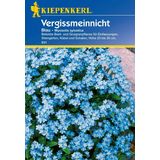 Kiepenkerl Blue Woodland Forget-Me-Not