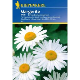 Kiepenkerl White Chrysanthemums - 1 Pkg