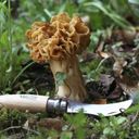 Plumier N°08 Folding Mushroom Knife - Oak, with Case - 1 Set