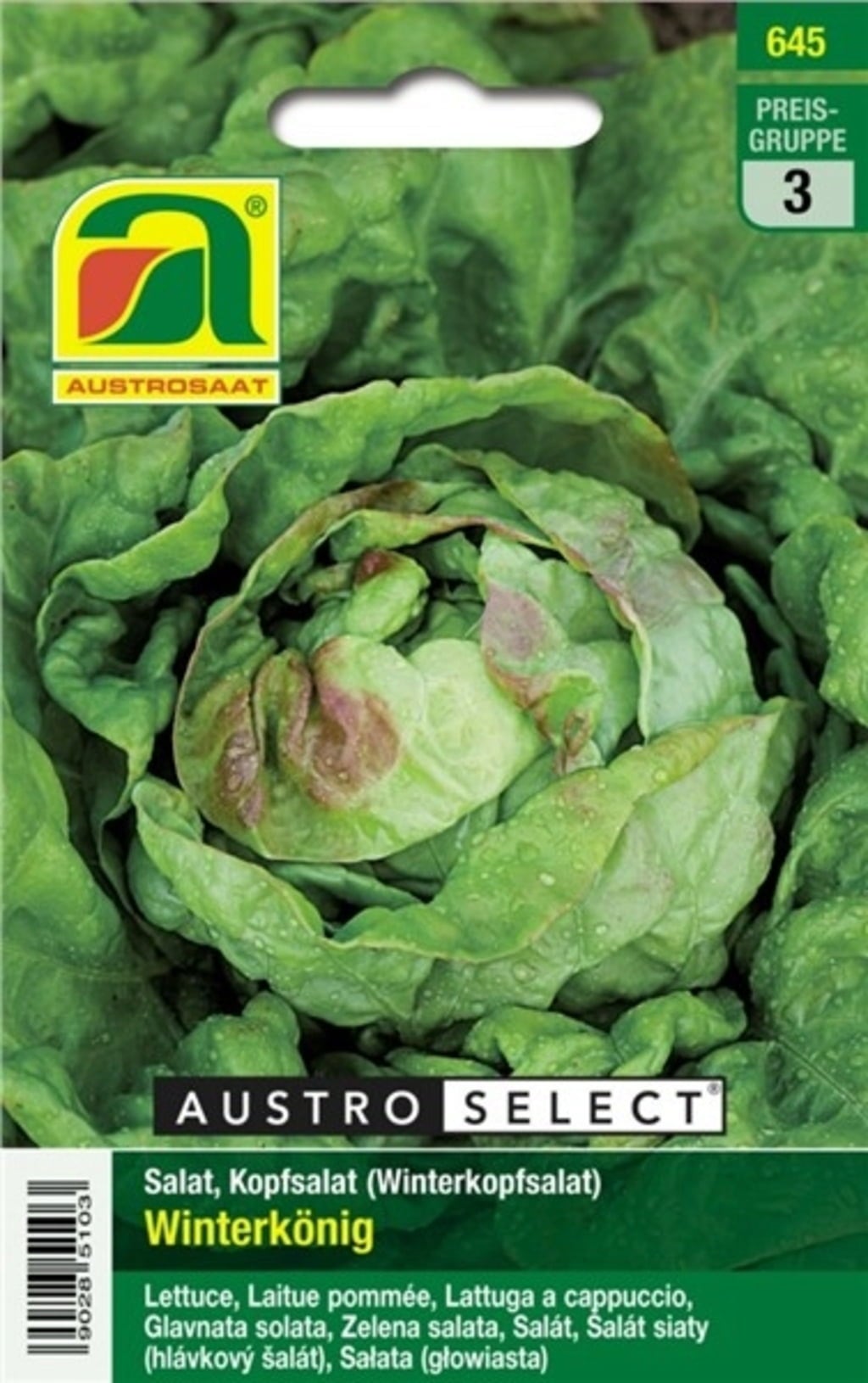 Kopfsalat 