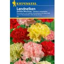 Kiepenkerl Carnations 