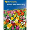 Kiepenkerl Low Growing Scented Flower Mix - 1 Pkg
