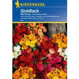 Kiepenkerl Golden Wallflower Mixture