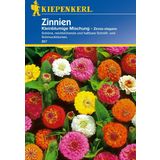 Kiepenkerl Zinnias "Small-flowered Mixture"