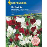 Kiepenkerl Scented Sweet Peas "Fire and Ice"