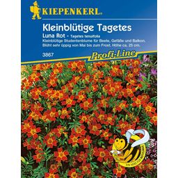 Kiepenkerl Small Flowered Marigolds "Luna Red"