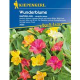 Kiepenkerl Four O'Clock Plant-  "Marbles-Mix"