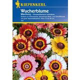 Kiepenkerl Wucherblumen-Mischung