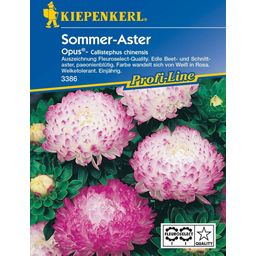 Kiepenkerl Summer Aster- 