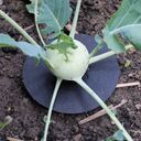 Andermatt Biogarten Cabbage Collar - 1 Pkg