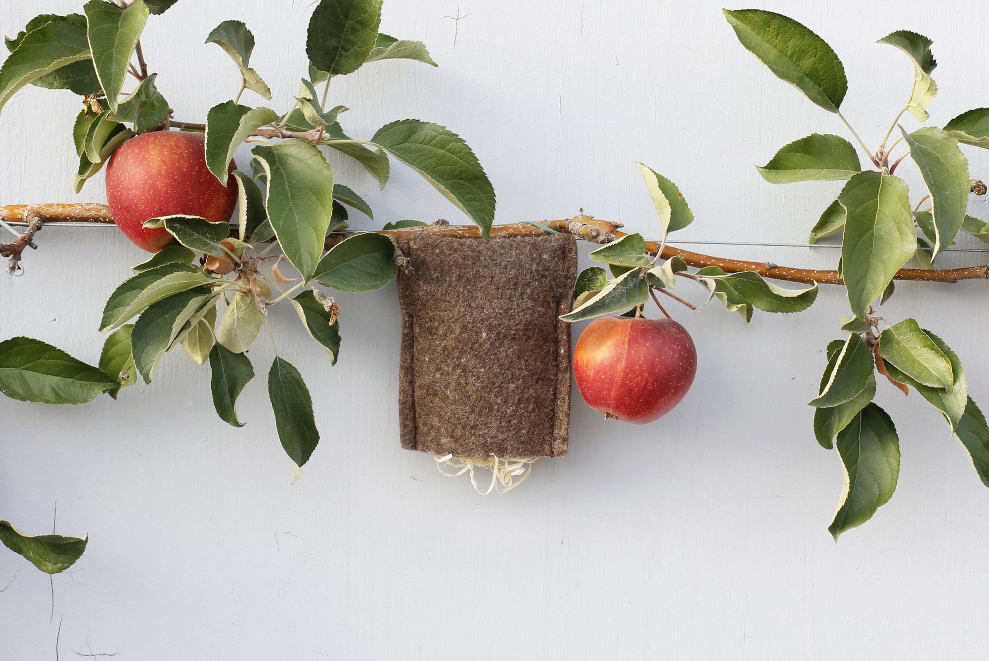 Andermatt Biogarten Earwig Sachet - 1 item