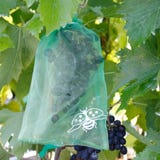 Andermatt Biogarten Sacos de prote&ccedil;&atilde;o para uvas