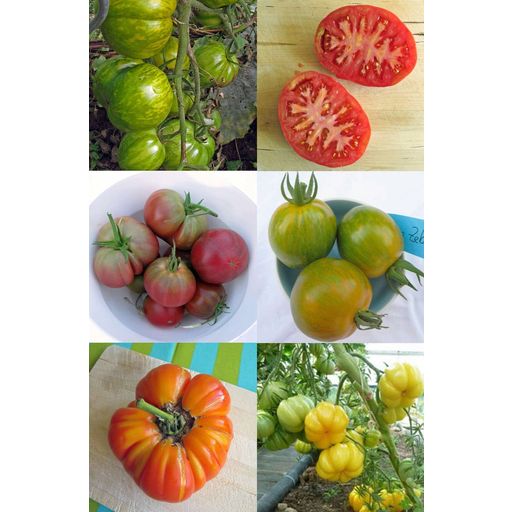 Vecchie Varietà di Pomodori Colorati - Set di Semi - 1 set