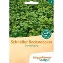Bingenheimer Saatgut Zelené hnojivo 