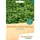 Bingenheimer Saatgut Zelené hnojivo "Rýchly pôdny kryt"