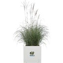 elho vivo next Square Planter - 40cm - white