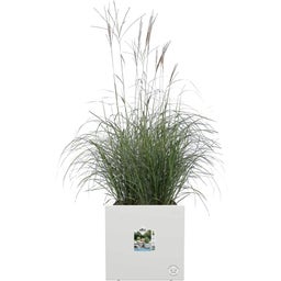 elho vivo next Square Planter - 40cm - white