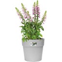 elho Donica okrągła vibia straight 30 cm - living concrete