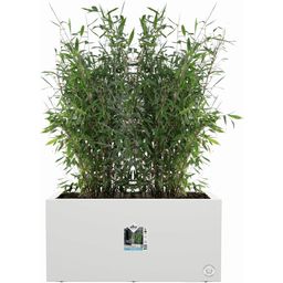 elho vivo next Long Planter - 60 cm - white