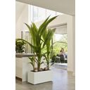 elho vivo next Long Planter - 60 cm - white