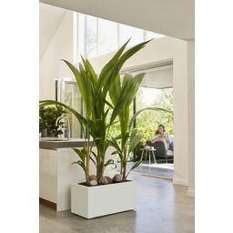 elho vivo next Long Planter - 60 cm - white