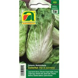 AUSTROSAAT Chicory -"Sugarloaf"