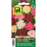 AUSTROSAAT Carnations "Grenadin Mixture"