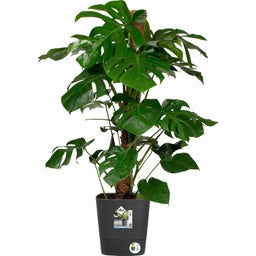 elho greensense aqua care, kwadratowa 30 cm - grafitowy szary