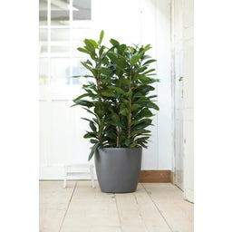 elho brussels rond wielen, 47 cm - antraciet