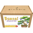 growbro Set de cultivo - Wisteria Bonsai
