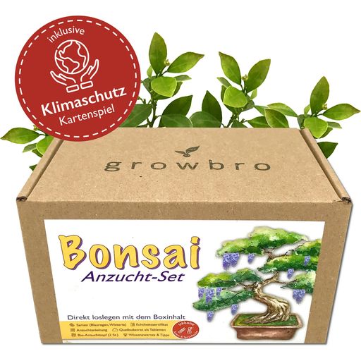 growbro Set da Coltivazione - Wisteria Bonsai - 1 set