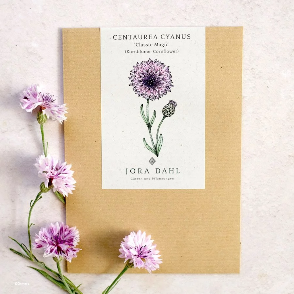 Classic Magic Cornflower 