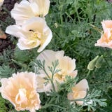 Papoula-da-Calif&oacute;rnia "Thai Silk Pink Champagne" Eschscholzia californica