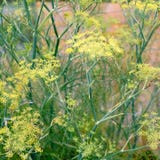 Jora Dahl Endro - Anethum Graveolens