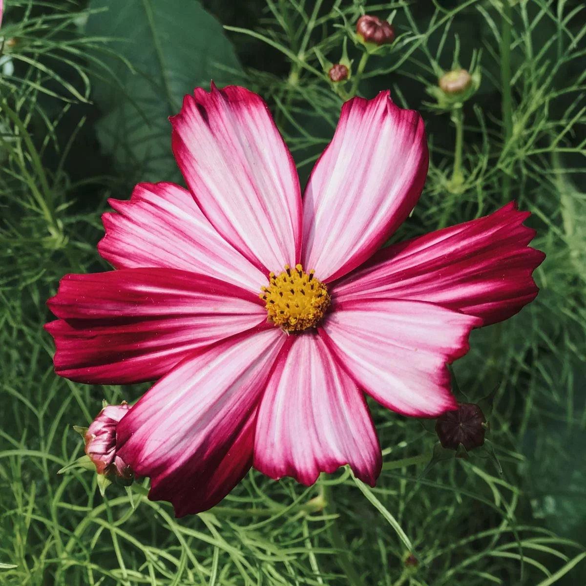 Jora Dahl Cosmos 