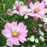 Jora Dahl Cosmos "Rosetta" Cosmos bipinnatus