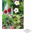 Variedades de fresas Heirloom - Kit de semillas - 1 set