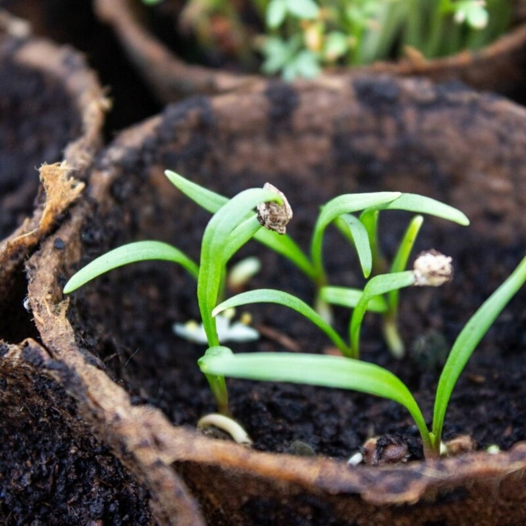 Own Grown Biodegradable Square Growing Pots  - 120 items