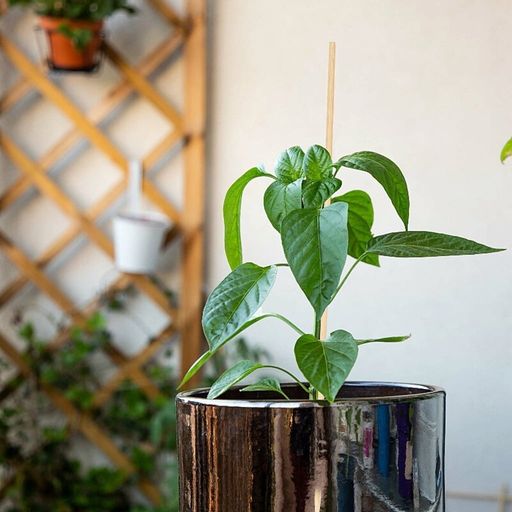 Own Grown Tuteurs en Bambou pour Plantes - 1 kit