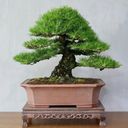 Own Grown Bonsai Bomen, Groeiset van 7 - 1 Set