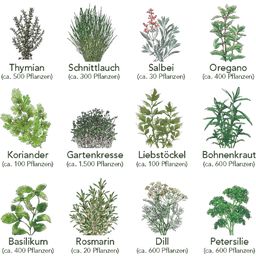 Sada 12 druhov semien kuchynských byliniek - 1 sada