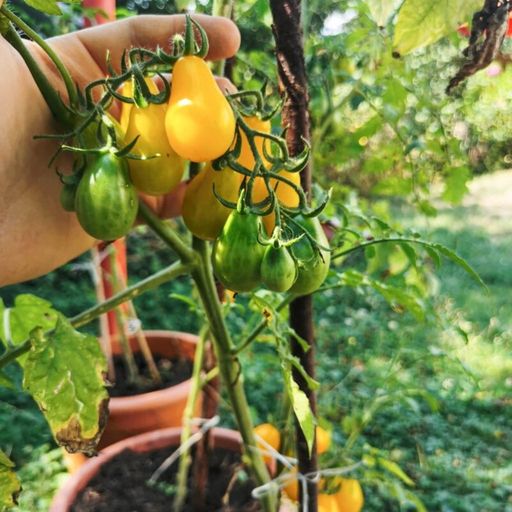 Own Grown Coffret de 12 Semences - Tomates - 1 kit
