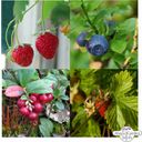 Magic Garden Seeds Bio bogyós gyümölcsök - Snack kert - 1 Szett