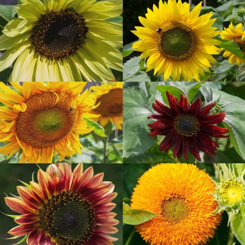 Own Grown Sonnenblumen 6er Saatgut-Set - 1 Set