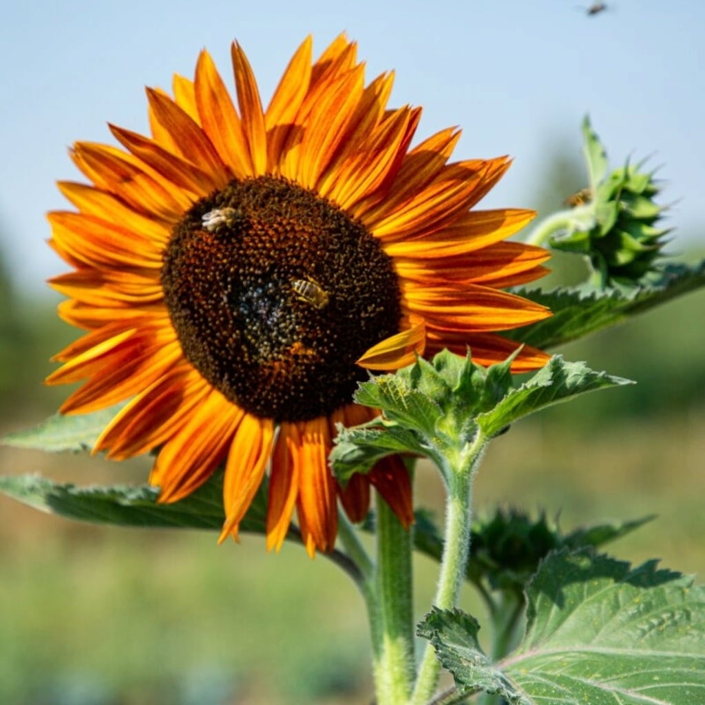 Own Grown Sonnenblumen 6er Saatgut-Set - 1 Set