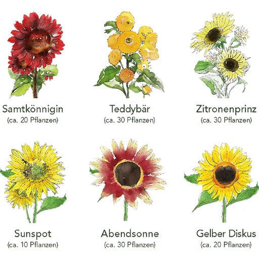 Own Grown Sonnenblumen 6er Saatgut-Set - 1 Set