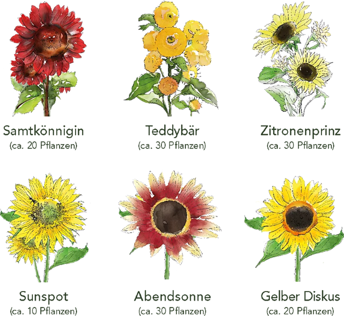 Own Grown Sonnenblumen 6er Saatgut-Set - 1 Set