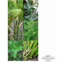 Ajurwedyjskie zioła lecznicze - zestaw nasion - 1 Zestaw