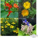 Magic Garden Seeds Bio Essbare Blüten - Samenset - 1 Set