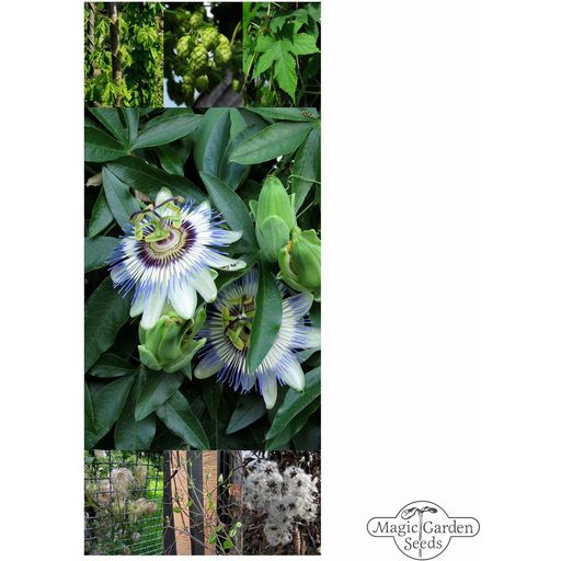 Magic Garden Seeds Piante Rampicanti Perenni - Set di Semi - set di semi
